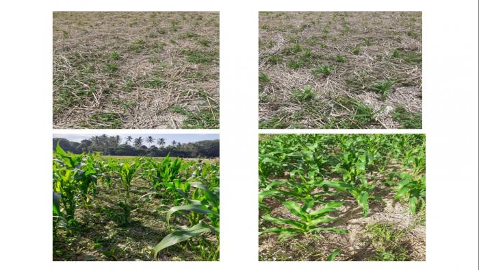 BUDIDAYA JAGUNG TANPA OLAH TANAH PADA LAHAN TERDAMPAK PERBAIKAN SALURAN IRIGASI