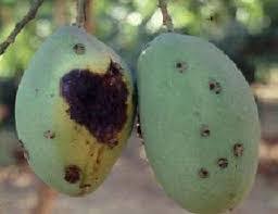 Ham Penggerek Buah Pada Tanaman Manga