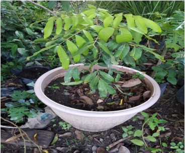 PENANAMAN LENGKENG MATALADA DALAM POT
