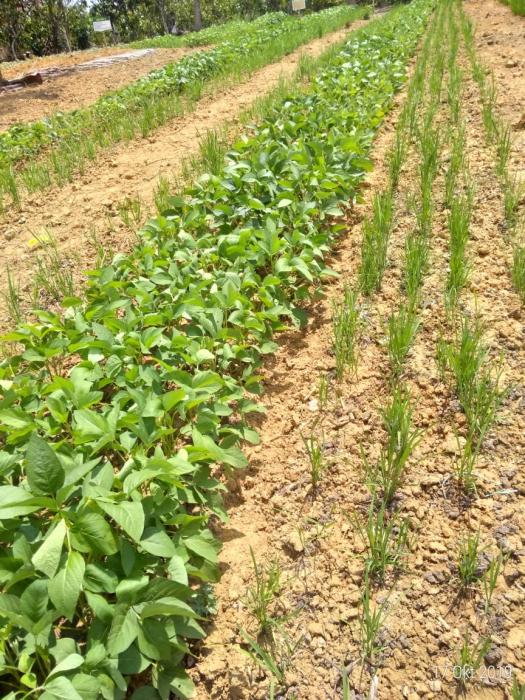 Manfaat  Bertanam Dengan Tumpan Sari