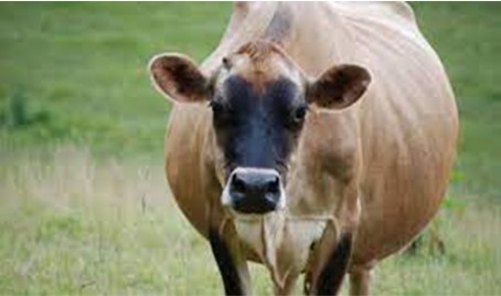 BLOAT, PENYAKIT KEMBUNG PADA TERNAK RUMINANSIA