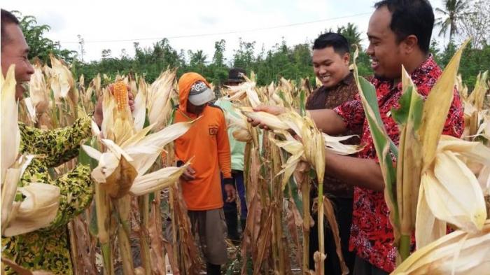 Menghitung Produktivitas Tanaman Jagung Dengan Cara Ubinan
