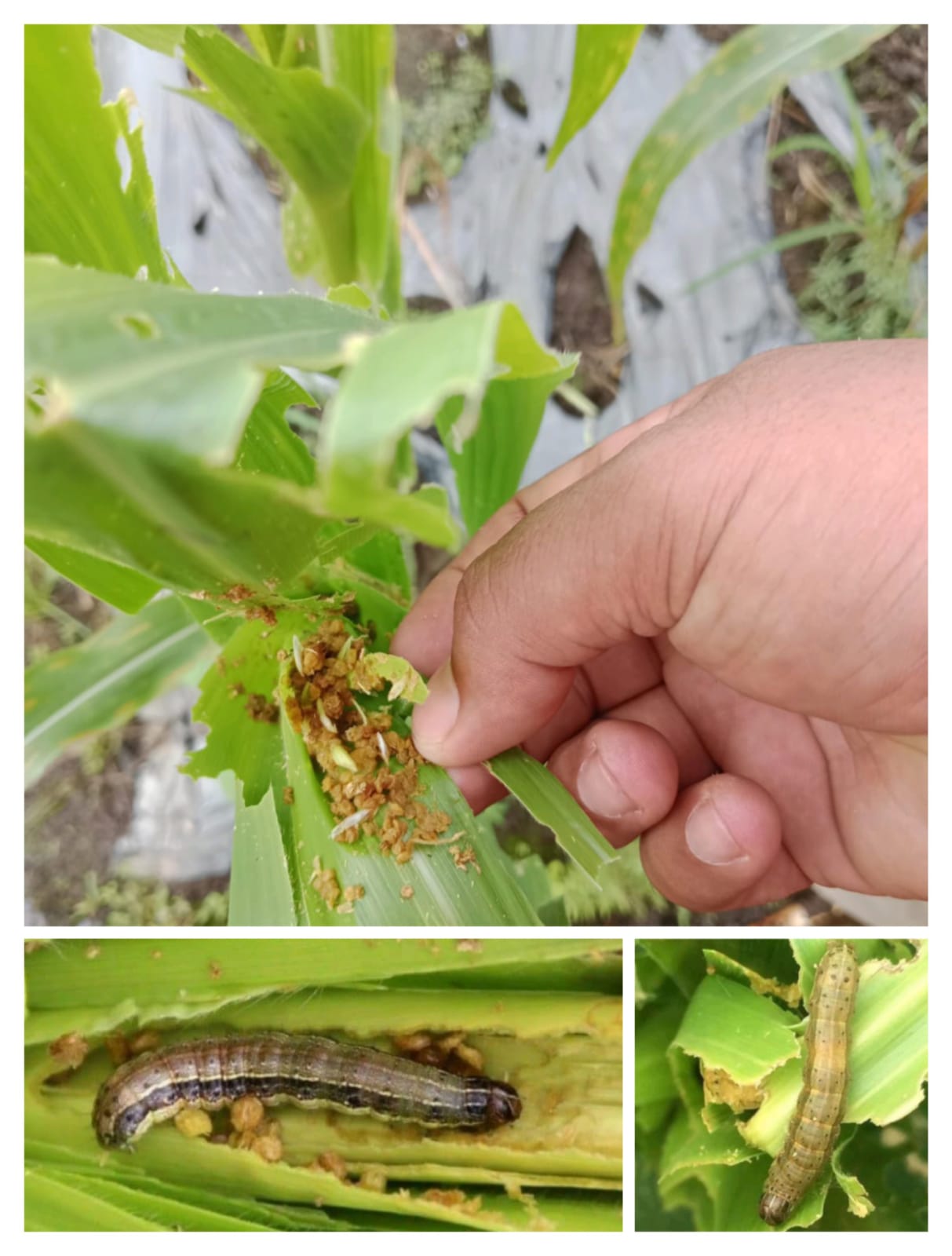 SERANGAN HAMA ULAT GRAYAK PADA TANAMAN JAGUNG, KELOMPOK TANI SUMBER REZEKI TETAP OPTIMIS