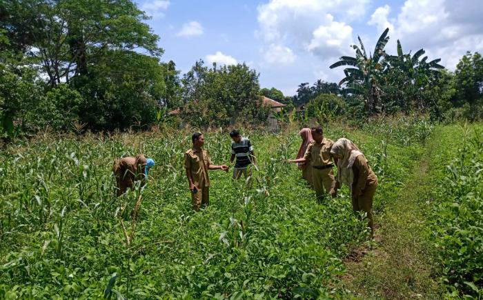 CARA BUDIDAYA KACANG TANAH