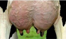 MASTITIS, PENYAKIT TERNAK RUMINANSIA PERAH