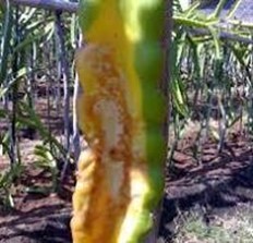 Hama dan Penyakit Tanaman Buah Naga