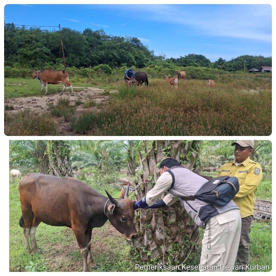 PEMERIKSAAN HEWAN KURBAN MENJELANG IDUL ADHA DI DESA TANJUNG PUNAK DAN DESA PUTERI SEMBILAN