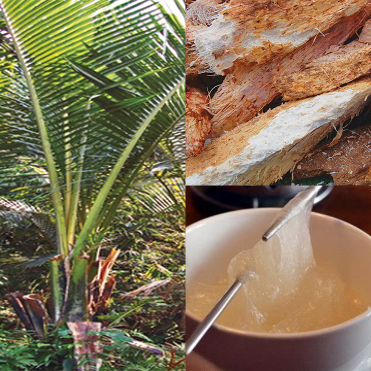 BETERNAK KAMBING PERAH, BERPROSPEK CERAH