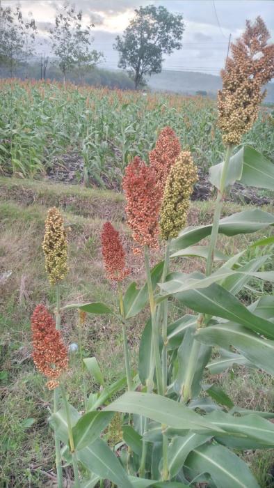 SORGUM : SI TAHAN BANTING