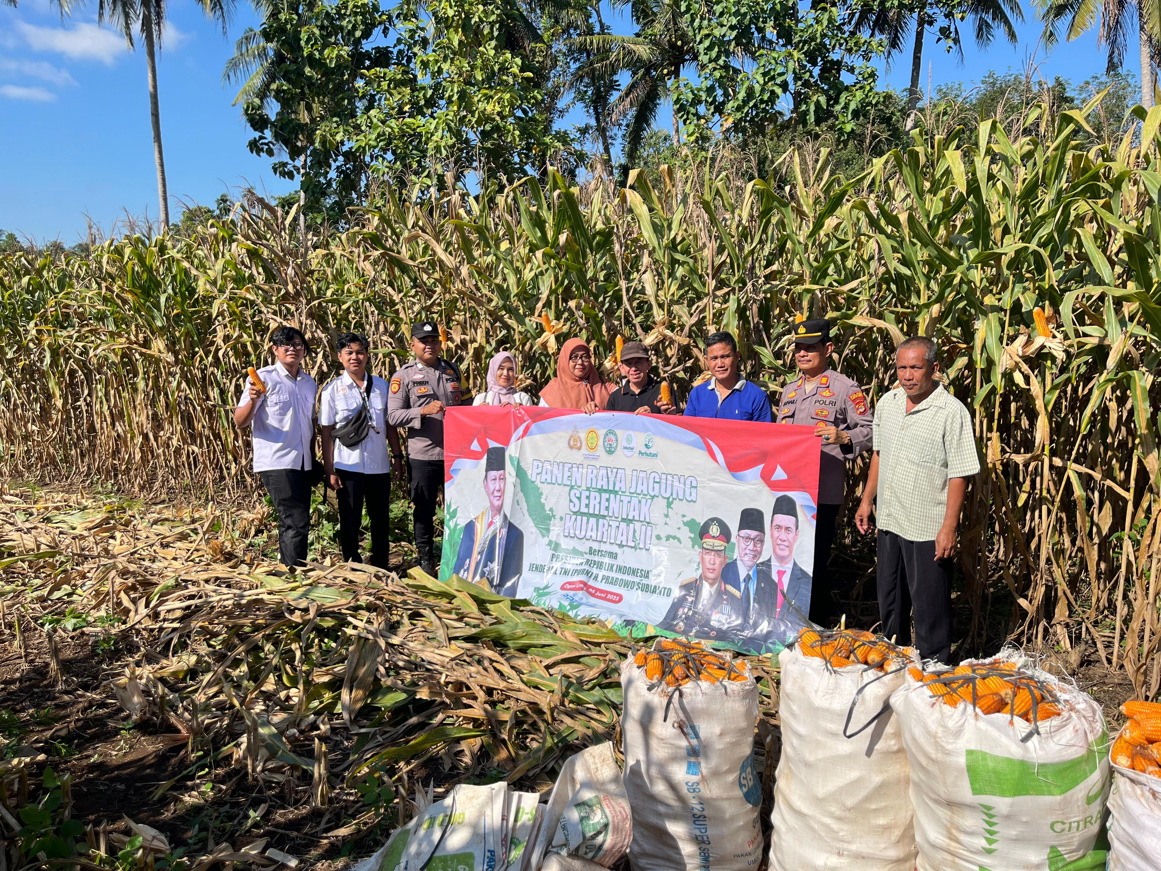 PANEN JAGUNG SERENTAK KUARTAL III KECAMATAN ABUNG BARAT