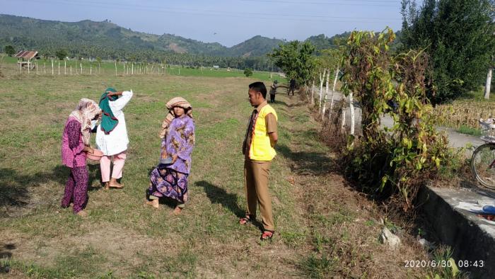 Pengaruh Jarak Tanam Pada Tanaman Jagung 