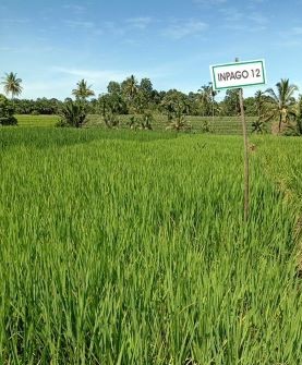 HASIL BEBERAPA VARIETAS PADI LAHAN KERING