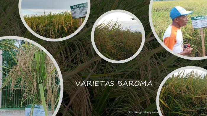 VARIETAS BAROMA TIPE BASMATI