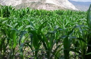 Tajarwo Jagung Bikin Untung