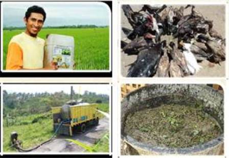 Menanam jagung Tanpa Olah Tanah (TOT)
