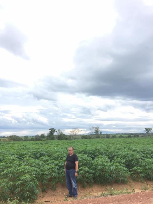 efisiensi biaya penyiangan pada tanaman ubi kayu