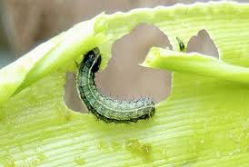 Pengendalian Ulat Daun (prodenia Litura) Pada Tanaman Jagung