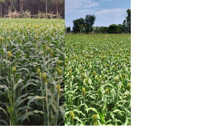 Pemanfaatan Limbah Sorgum untuk Hijauan Pakan Ternak