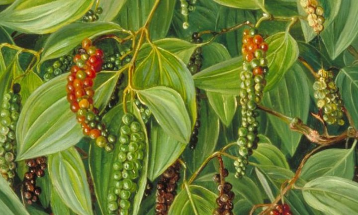 Beberapa Ciri Ciri Dan Bentuk Bentuk Kemitraan Usaha Tani