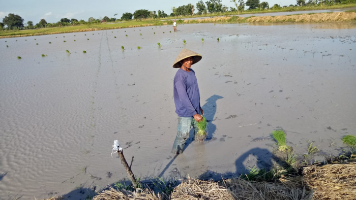 LOMBOK TENGAH SIAP SUKSESKAN SIMURP KEMENTAN