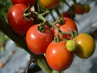 BUDIDAYA TOMAT ORGANIK DALAM POT/POLYBAG, MUDAH TIDAK PERLU LAHAN  LUAS