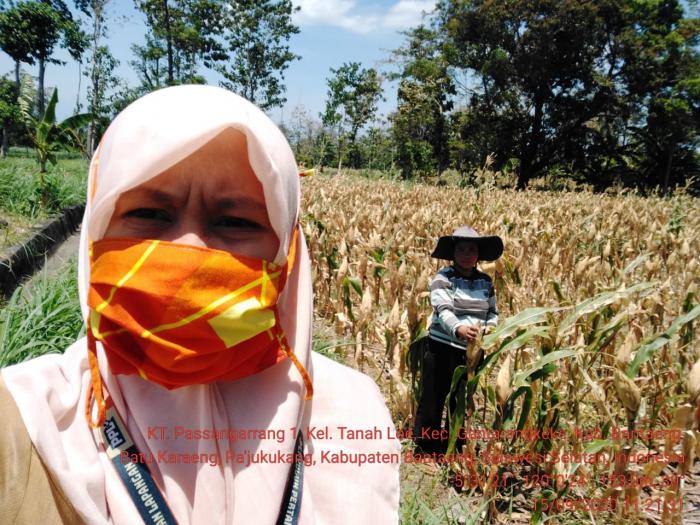 Monitoring Pertanaman Jagung di Kelompok Tani Passangarrang Kel.Tanah Loe Kab.Bantaeng