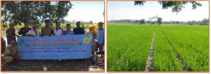 SEKOLAH LAPANG     KOMODITAS PANGAN STRATEGIS NASIONAL (PADI)  DI KELOMPOK TANI Ã¢â‚¬Å“TANI SUBURÃ¢â‚¬Â DESA TAMBAKREJO  KECAMATAN PASREPAN KABUPATEN PASURUAN