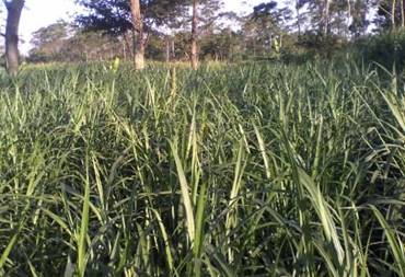 PEMUPUKAN DAN PEMANENAN RUMPUT RAJA