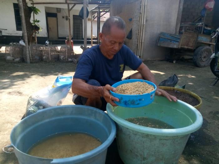 BERHARAP TANAMAN PADI SEHATDENGAN PERLAKUAN Paenibacillus polymixa PRA SEMAI