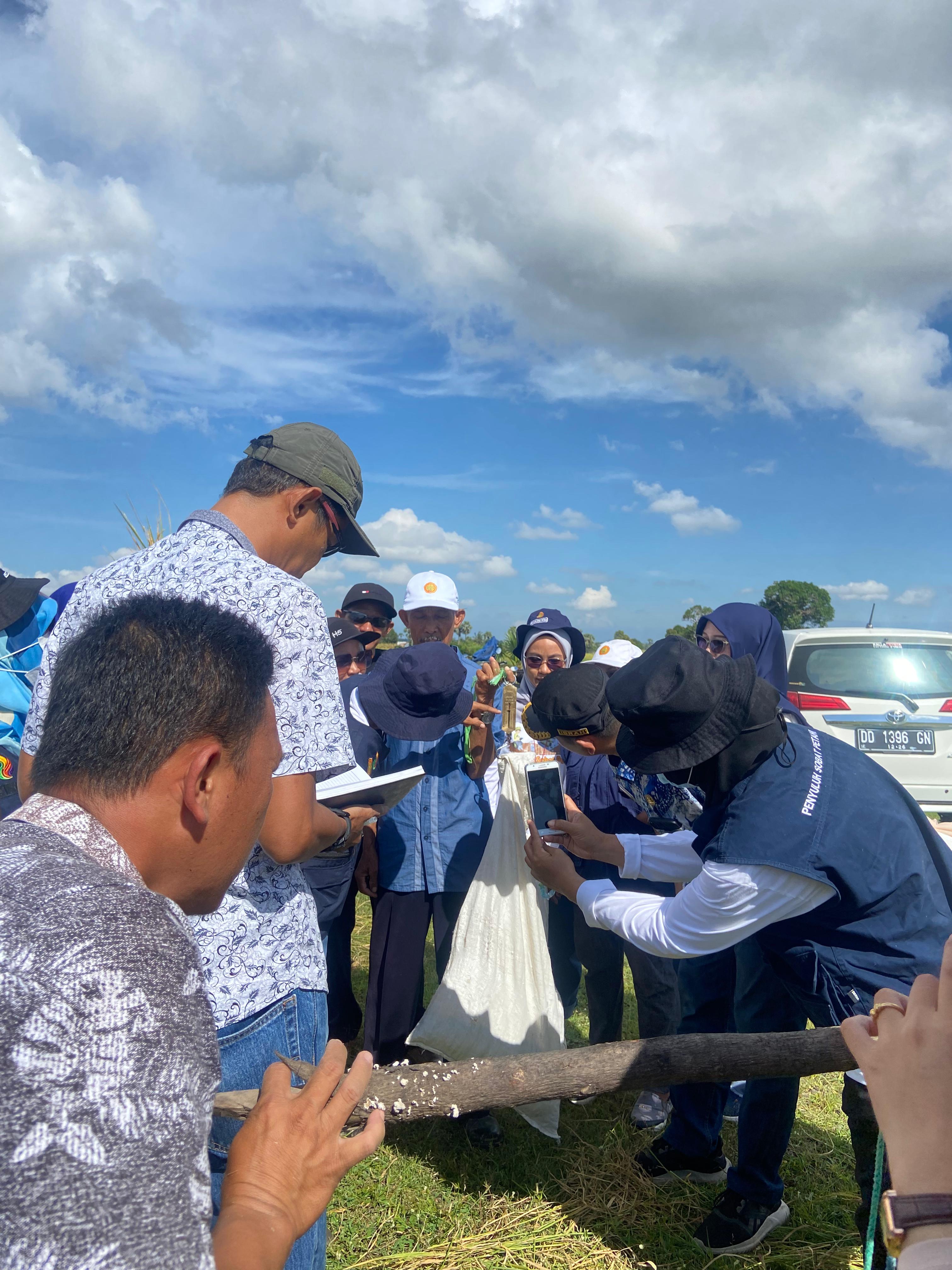 Menduga Produktivitas Padi Menurut Jarak Tanam Melalui Teknik Ubinan