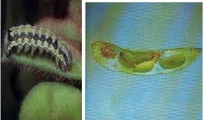 HAMA PENGGEREK POLONG Etiella spp. PADA TANAMAN KEDELAI DAN STRATEGI PENGENDALIANNYA