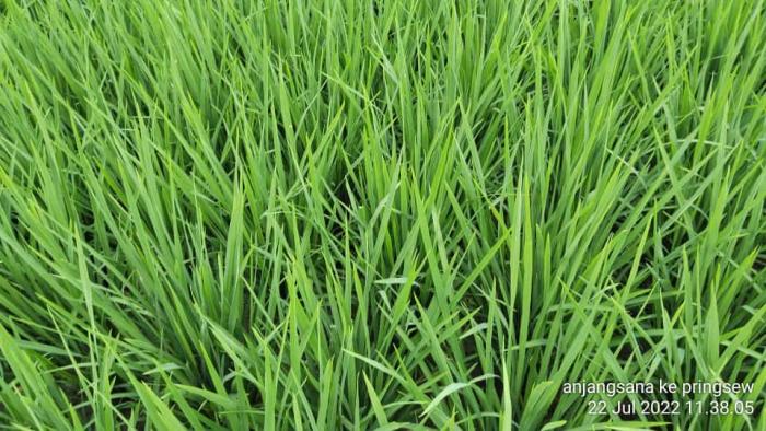 TEKNOLOGI PENANGKARAN BENIH PADI