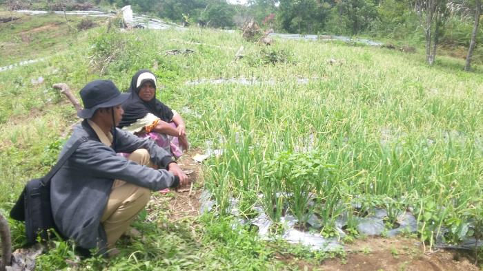 PENGENDALIAN PENYAKIT BUSUK DAUN PADA TANAMAN BAWANG MERAH