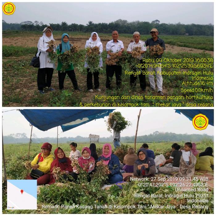 Budidaya Kacang Tanah Kelompok Tani Mekar Jaya Desa Redang Kec. Rengat Barat Kab. Inhu