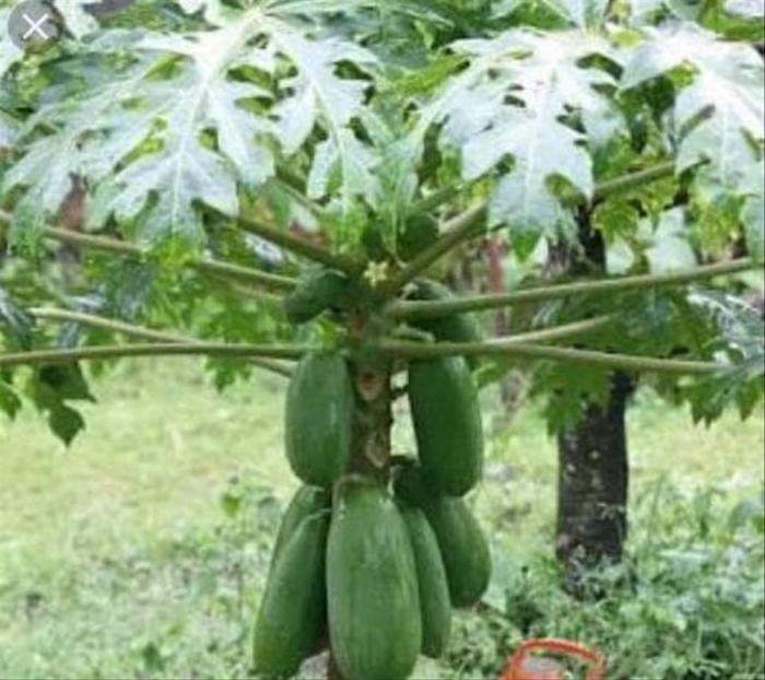 Pembuatan Pestisida Nabati Dari Daun Pepaya (carica Papaya)