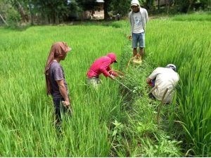 Cara Terbaik Mengatasi Hama Tikus Pada Tanaman Padi