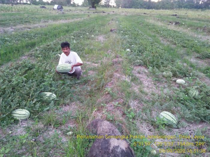 Kunjungan lapangan pada Pertanaman Semangka Varietas Dan Melon , di Kelompok Tani Jenelasingan Desa Layoa  Kab. Bantaeng