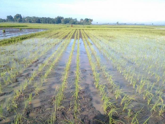 Sistem Tanam Jajar Legowo