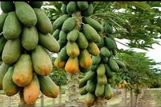 Budidaya Pepaya California