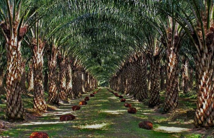 PENGENDALIAN HAMA BELALANG SEXAVA PADA TANAMAN KELAPA