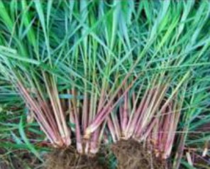 STANDAR BUDIDAYA SEREH WANGI