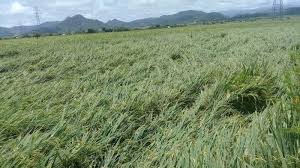 Cara Mencegah Tanaman Padi Agar Tidak Rebah