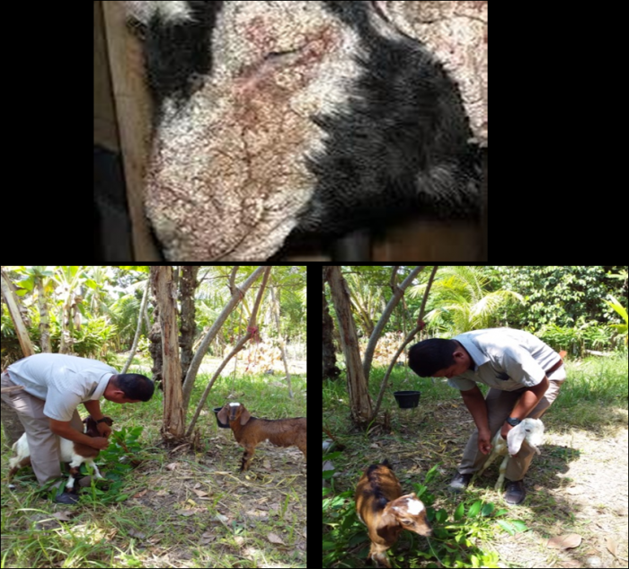 Pengobatan Penyakit Scabies Pada Ternak Kambing