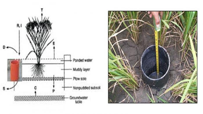 ALTERNATE WETTING DRYING DAN INTERMITTENT: EFISIENSI PENGGUNAAN AIR PADA BUDIDAYA PADI SAWAH