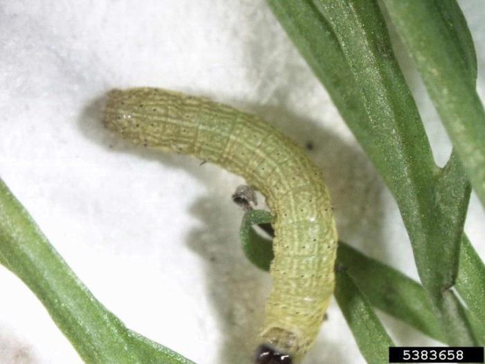 Menanam Sekali Berulang - Ulang Panennnya Sayuran Asparagus