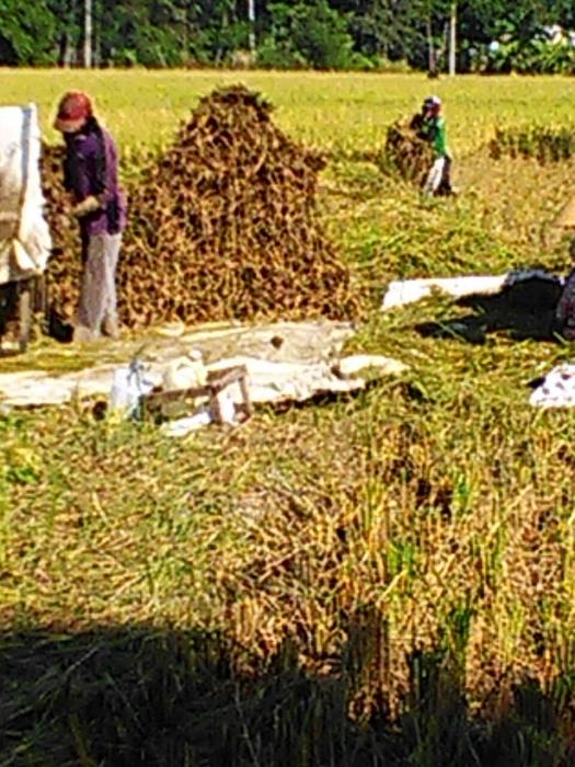 PEMANFAATAN JERAMI PADI