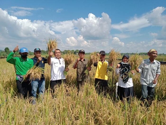Ditengah Pandemi Covid 19 Petani Kabupaten Batang Hari Masih Bisa Panen Raya