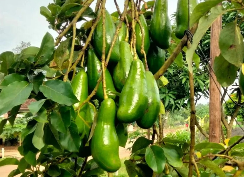 Manfaat Alpukat Bagi Kesehatan Tubuh