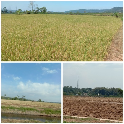 Pengolahan Tanah Sawah.