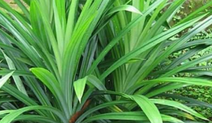 Urban Farming - Pertanian Perkotaan